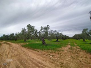 Terreno en venta en Bollullos de la Mitación