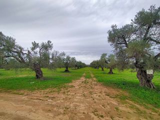 Terreno en venta en Bollullos de la Mitación