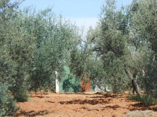 Terreno en venta en Bollullos de la Mitación