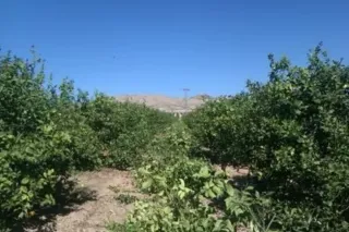 Podador y desbrozador