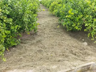 Podador y desbrozador