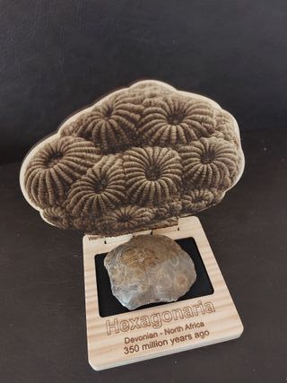 Expositor educativo Hexagonaria -Coral Ref H-01