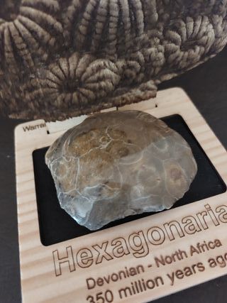 Expositor educativo Hexagonaria -Coral Ref H-01