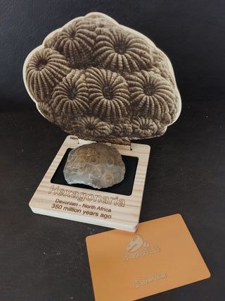 Expositor educativo Hexagonaria -Coral Ref H-01
