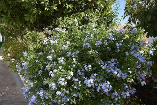 Chalet en venta en Illora