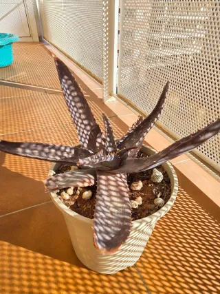 Planta Aloe Vera con maceta