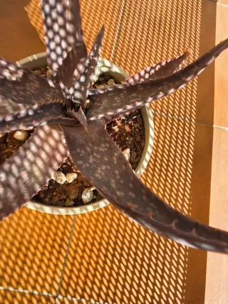 Planta Aloe Vera con maceta