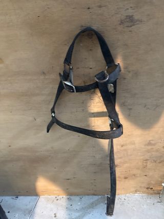 Cabezada de caballo con filete