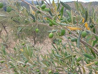 Solar en venta en Onil