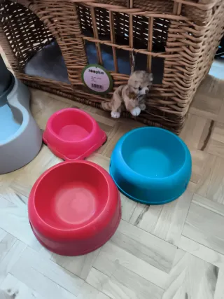 Set de accesorios para gatos