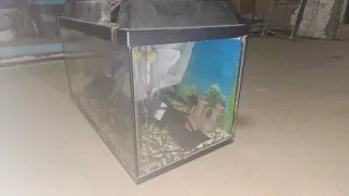 Pecera con fondo decorativo