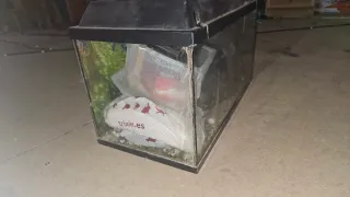 Pecera con fondo decorativo