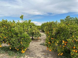 Casa rural en venta en San Miguel de Salinas