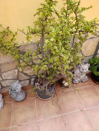 Regalo planta