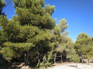 Solar en venta en Almansa