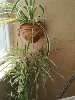 Planta colgante de interior. Sin la maceta