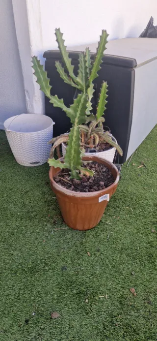 Palmeras y cactus en maceta.