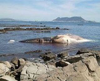 Terreno en venta en San García en Algeciras