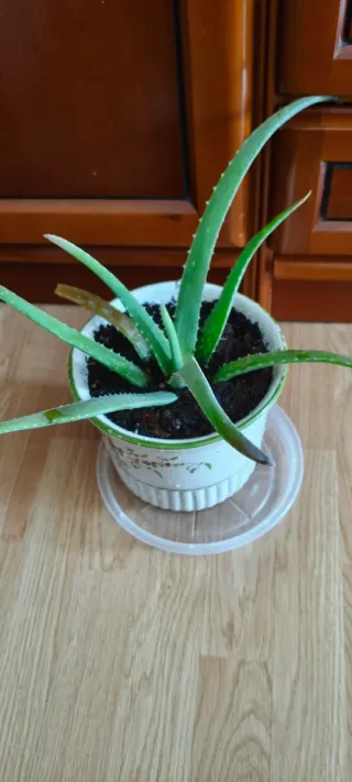 Planta Aloe Vera con Maceta de ceramica