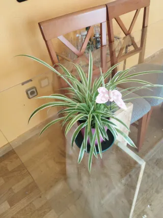 Planta de interior con maceta rosa