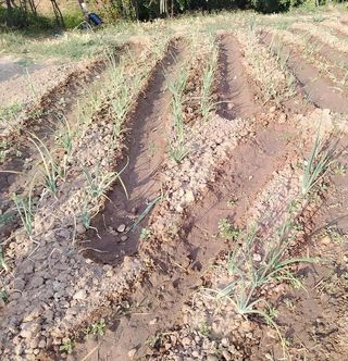 Terreno en venta en Molar (El)