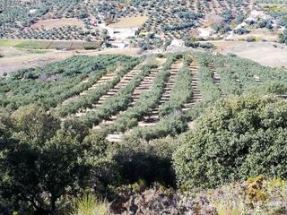 Terreno en venta en Periana