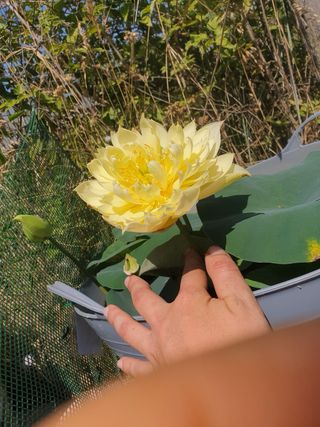 Rizoma fiore di loto autunnale