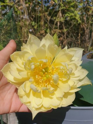 Rizoma fiore di loto autunnale
