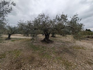 Terreno en venta en Traiguera