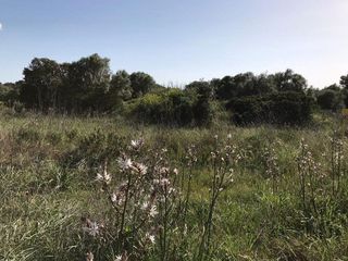 Terreno en venta en Algaida