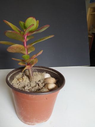 Planta Crasulla Ovata Adorno