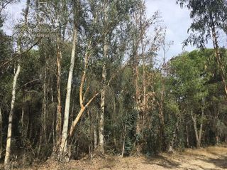 Terreno en venta en Almonte en Almonte