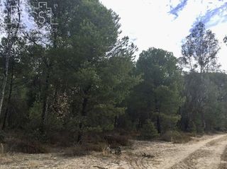 Terreno en venta en Almonte en Almonte