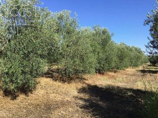 Terreno en venta en Almonte en Almonte