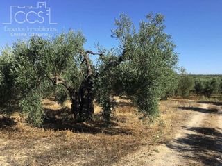 Terreno en venta en Almonte en Almonte