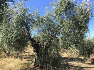 Terreno en venta en Almonte en Almonte