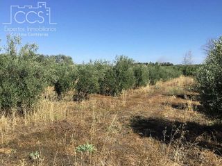 Terreno en venta en Almonte en Almonte