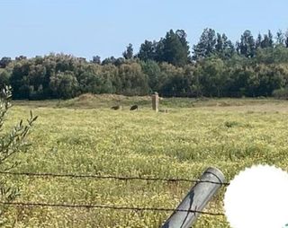 Terreno en venta en Almonte en Almonte