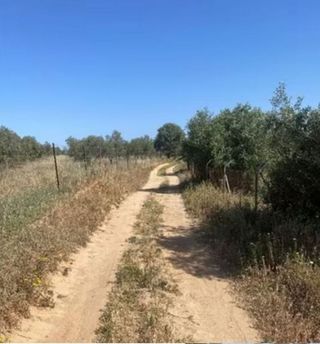 Terreno en venta en Almonte en Almonte