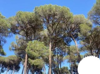 Terreno en venta en Almonte en Almonte