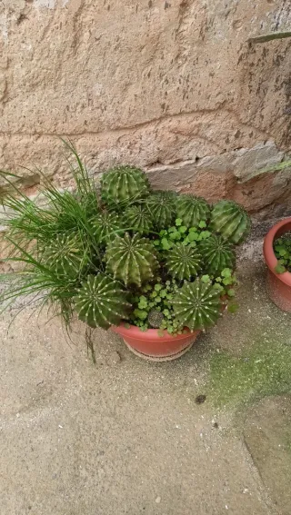 Maceta con cactus