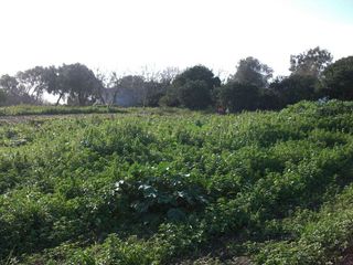 Terreno en venta en Vejer de la Frontera