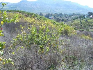 Terreno en venta en Álora