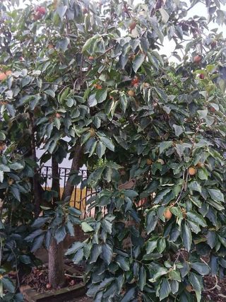 Chalet en venta en Castillo de las Guardas (El)