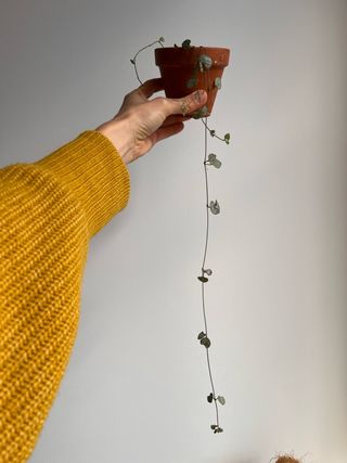 Planta de corazones colgante (Ceropegia woodii)