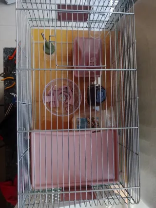 Jaula cristal hámster con accesorios