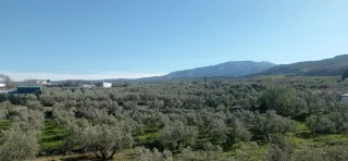 Baza. Parcela 3025m² con 61 olivos