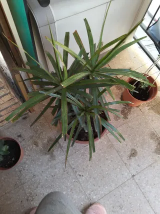 Planta Drácena Marginata de alto 64 cm
