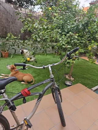 Bicicleta Calypso paseo con marchas