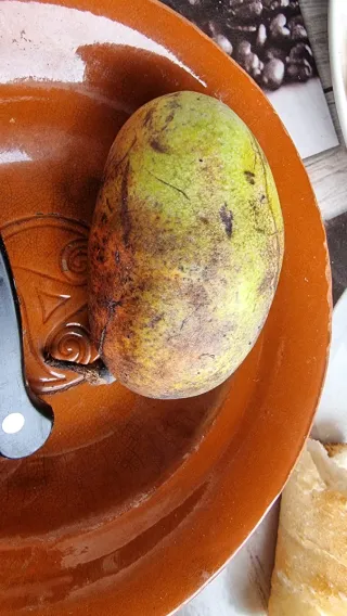 5 semillas Asimina Triloba